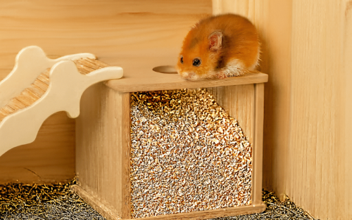 Hamster Buddelkiste Test: Die 5 besten (Bestenliste)